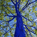 INDIGO TREE