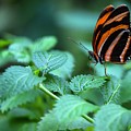 ORANGE TIGER