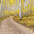 COLORADO GOLD